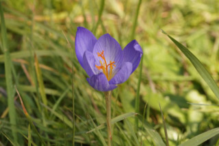 Crocus speciosus bestellen